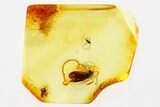 Detailed Fossil Barklouse, True Midge, and Spider in Baltic Amber #335815-1